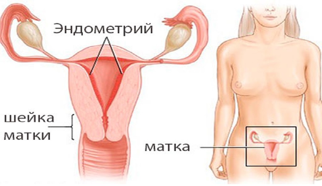 матка матка