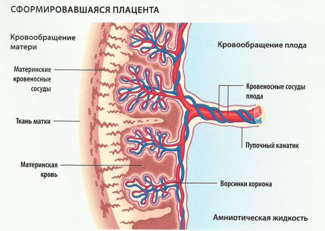 Плацентарное кровообращение плода