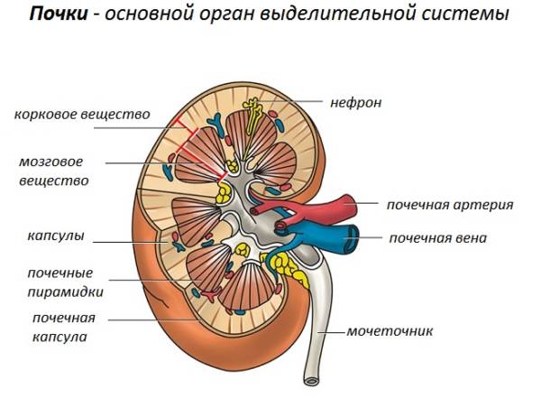 Строение почки