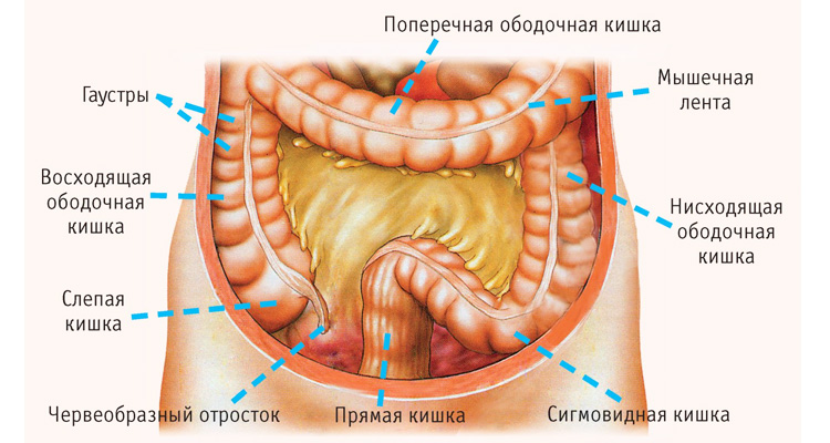 Строение ободочной кишки Строение ободочной кишки