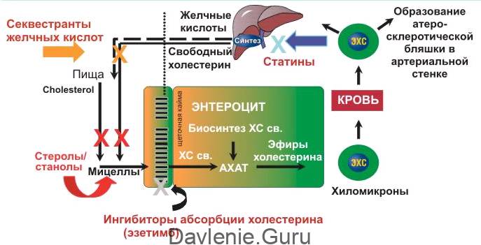 Секвестранты желчных кислот