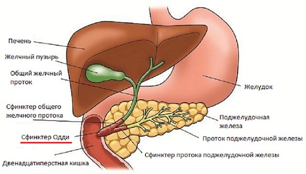 Сфинктер Одди Сфинктер Одди