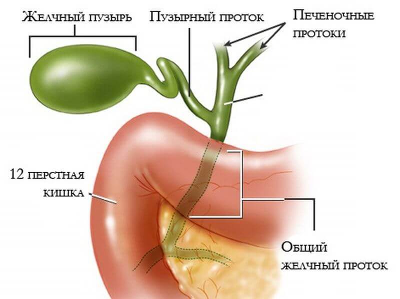Строение желчевыводящей системы Холангит